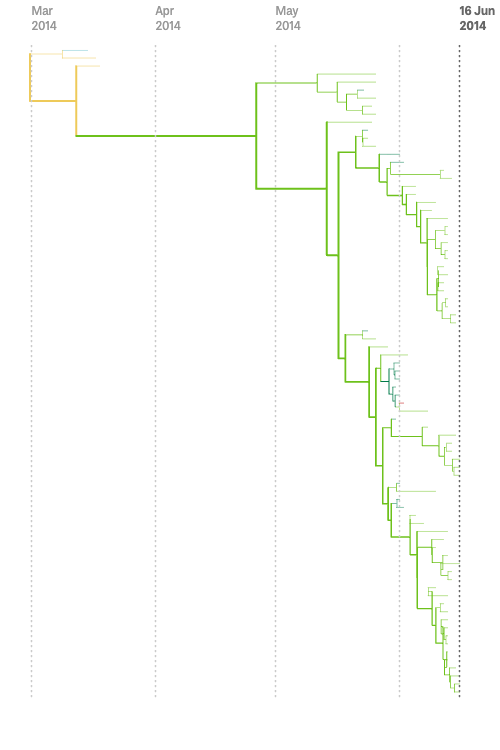 A diagram of a phylogenetic tree, with the root at the upper left. Each branching point has two branches that grow off to the right, with each branch being a different length. The tree continues to split until it reaches the right side of the diagram. The first few branches are yellow, then after a few generations switch to green. Evenly distributed across the top of the diagram are labels spanning the months of March to June, 2014.